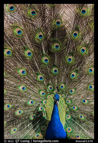 Peafowl fanning its tail, Ardenwood farm, Fremont. California, USA (color)