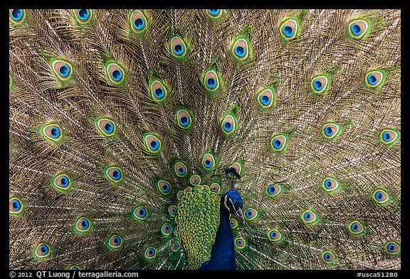 Peacock with tail fanned, Ardenwood farm, Fremont. California, USA (color)