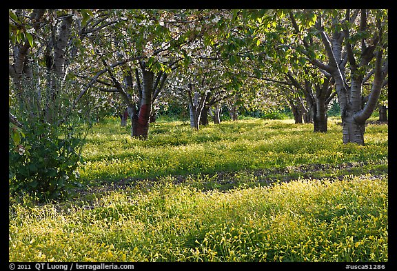 Fruit orchard in spring, Sunnyvale. California, USA (color)