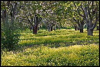 Fruit orchard in spring, Sunnyvale. California, USA ( color)