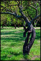 Fruit Orchard, John Muir National Historic Site. Martinez, California, USA (color)