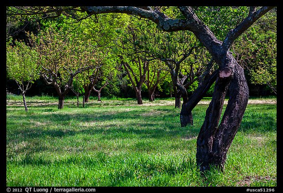 John Muir family farm orchard, John Muir National Historic Site. Martinez, California, USA (color)