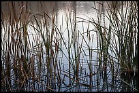 Reeds and pond, Garin Regional Park. California, USA (color)