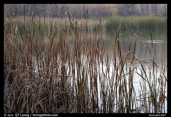 Reeds, Jordan Pond, Garin Regional Park. California, USA (color)
