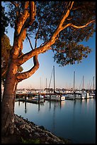 Municipal marina, Vallejo. San Pablo Bay, California, USA (color)