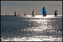 Sailboats and glimmer. Santa Cruz, California, USA ( color)