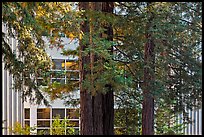 Redwood trees and campus buidling, University of California. Santa Cruz, California, USA ( color)