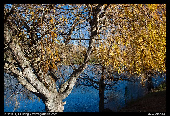 Pond and willows in autumn, Ed Levin County Park. California, USA (color)