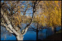 Pond and willows in autumn, Ed Levin County Park. California, USA ( color)