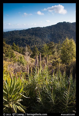 Pride of Madeira (Echium candicans) above valley and redwood forest. Muir Woods National Monument, California, USA