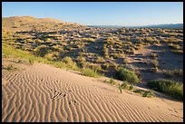 Sand ripples on Kelso Dunes, early morning. Mojave National Preserve, California, USA ( color)