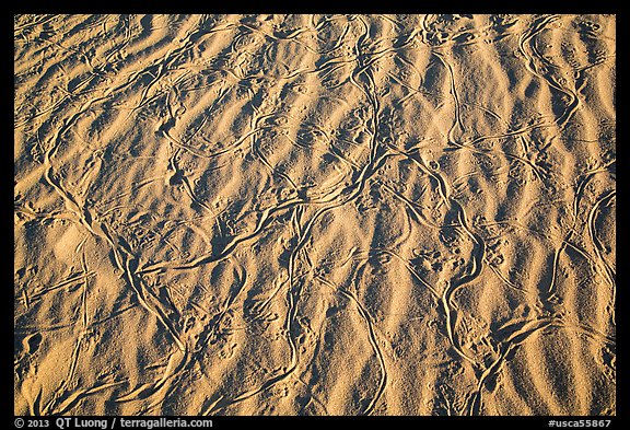 Ripples and animal tracks on dunes. Mojave National Preserve, California, USA (color)