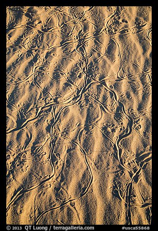 Close-up of sand ripples with animal tracks. Mojave National Preserve, California, USA (color)
