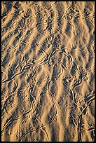 Close-up of sand ripples with animal tracks. Mojave National Preserve, California, USA ( color)