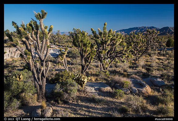 Joshua trees in bloom. Mojave National Preserve, California, USA