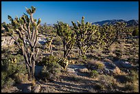 Joshua trees in bloom. Mojave National Preserve, California, USA (color)