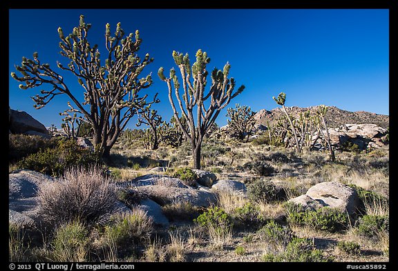 Joshua trees and Teutonia Peak. Mojave National Preserve, California, USA (color)
