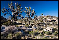 Joshua trees and Teutonia Peak. Mojave National Preserve, California, USA ( color)