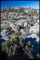 Rocks, Joshua Trees, and Teutonia Peak. Mojave National Preserve, California, USA (color)