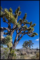 Blooming Joshua Trees. Mojave National Preserve, California, USA (color)