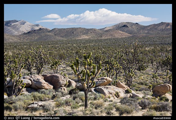 Joshua tree forest, Cima Dome. Mojave National Preserve, California, USA