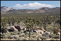 Joshua tree forest, Cima Dome. Mojave National Preserve, California, USA ( color)