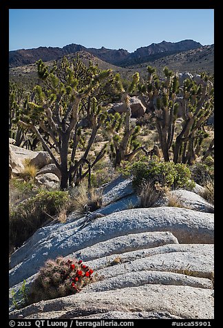 Cactus in bloom, Joshua Trees, and desert mountains. Mojave National Preserve, California, USA (color)