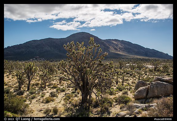 Joshua trees, Cima Dome. Mojave National Preserve, California, USA (color)