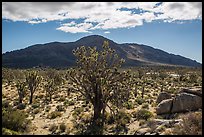 Joshua trees, Cima Dome. Mojave National Preserve, California, USA (color)