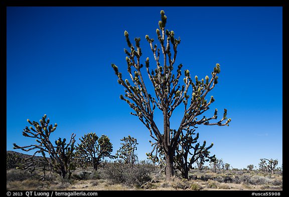 Tall, multi-branced Joshua trees in bloom. Mojave National Preserve, California, USA