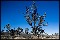 Tall, multi-branced Joshua trees in bloom. Mojave National Preserve, California, USA ( color)