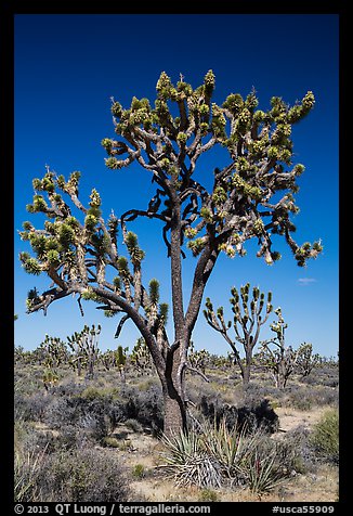 Joshua trees (Yucca brevifolia). Mojave National Preserve, California, USA