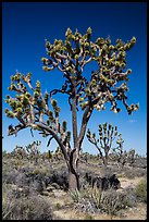 Joshua trees (Yucca brevifolia). Mojave National Preserve, California, USA (color)