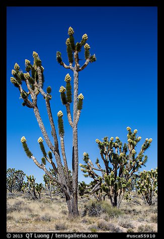Joshua trees (Yucca brevifolia) with flowers. Mojave National Preserve, California, USA (color)