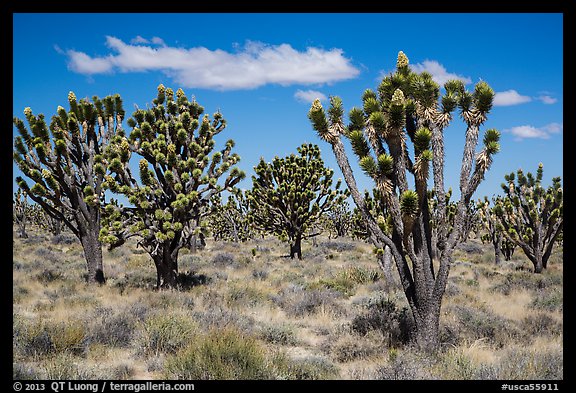 Dense forest of Joshua trees blooming. Mojave National Preserve, California, USA (color)