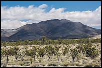 Joshua tree forest and Ivanpah Mountains. Mojave National Preserve, California, USA (color)