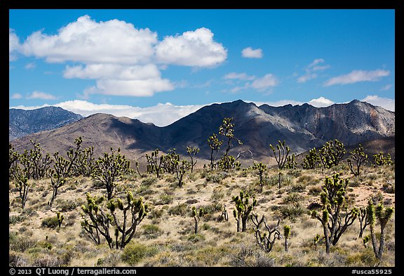 Joshua trees and Ivanpah Mountains. Mojave National Preserve, California, USA (color)