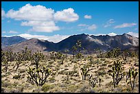 Joshua trees and Ivanpah Mountains. Mojave National Preserve, California, USA (color)