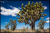 Joshua tree with many branches in bloom. Mojave National Preserve, California, USA ( color)