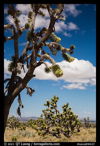 Joshua tree flowering. Mojave National Preserve, California, USA (color)
