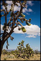 Joshua tree flowering. Mojave National Preserve, California, USA (color)