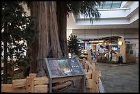 Interpretive sign, sequoias, and cafe, Fresno Yosemite Airport. California, USA ( color)