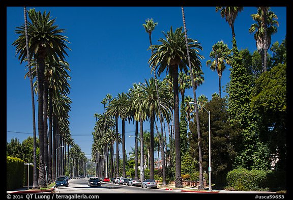 Street lined up with tall palm trees. Beverly Hills, Los Angeles, California, USA (color)