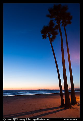 Palm trees and empty beach at sunset. Newport Beach, Orange County, California, USA (color)