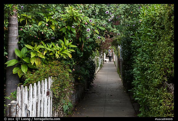 Lush pedestrian alley, with man walking dog in distance. Venice, Los Angeles, California, USA (color)