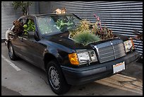 Plants growing out of Mercedes car, Bergamot Station. Santa Monica, Los Angeles, California, USA ( color)