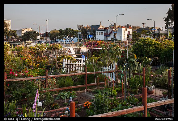 Community gardens. Santa Monica, Los Angeles, California, USA (color)