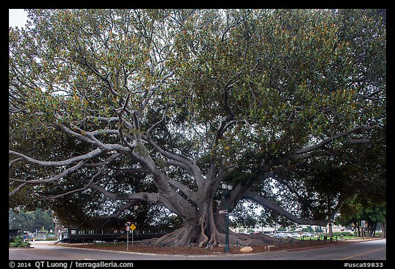 Giant Moreton Bay Fig Tree. Santa Barbara, California, USA (color)