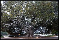 Giant Moreton Bay Fig Tree. Santa Barbara, California, USA ( color)