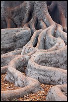 Roots of Moreton Bay Fig Tree. Santa Barbara, California, USA ( color)
